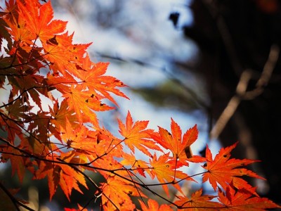 Maple tree leaf