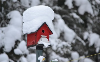 winter bird house